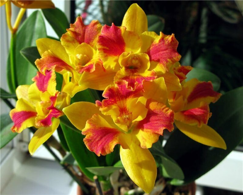 Pot Burana Beauty 'Burana', orchid plant shipped in pot image 2