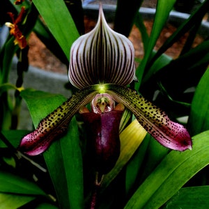 Paph Supersuk 'Eureka' AM/AOs x Paph Raisin Pie 'Hsinying') x sib, IN BUD