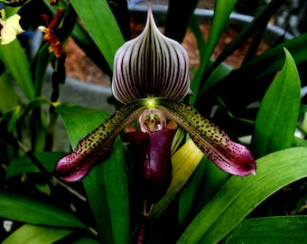 Paph Supersuk 'Eureka' AM/AOs x Paph Raisin Pie 'Hsinying') x sib, IN BUD