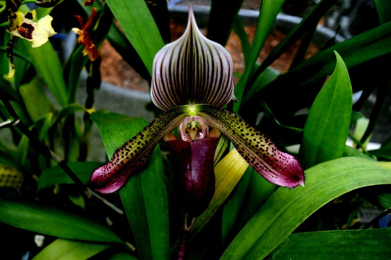 Paph Supersuk 'Eureka' AM/AOs x Paph Raisin Pie 'Hsinying' x sib, IN BUD image 1