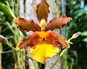 Odcm Catatante 'Orange Kiss', orchid plant
