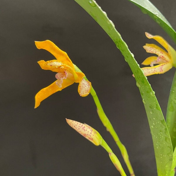 Maxillaria picta, orchid species