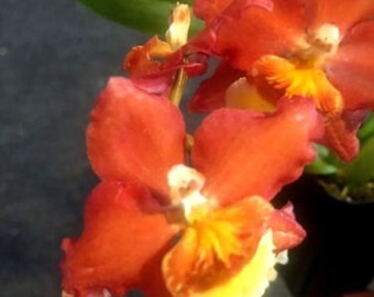 Wils. Pacific Panache 'Fireside Fever', orchid plant