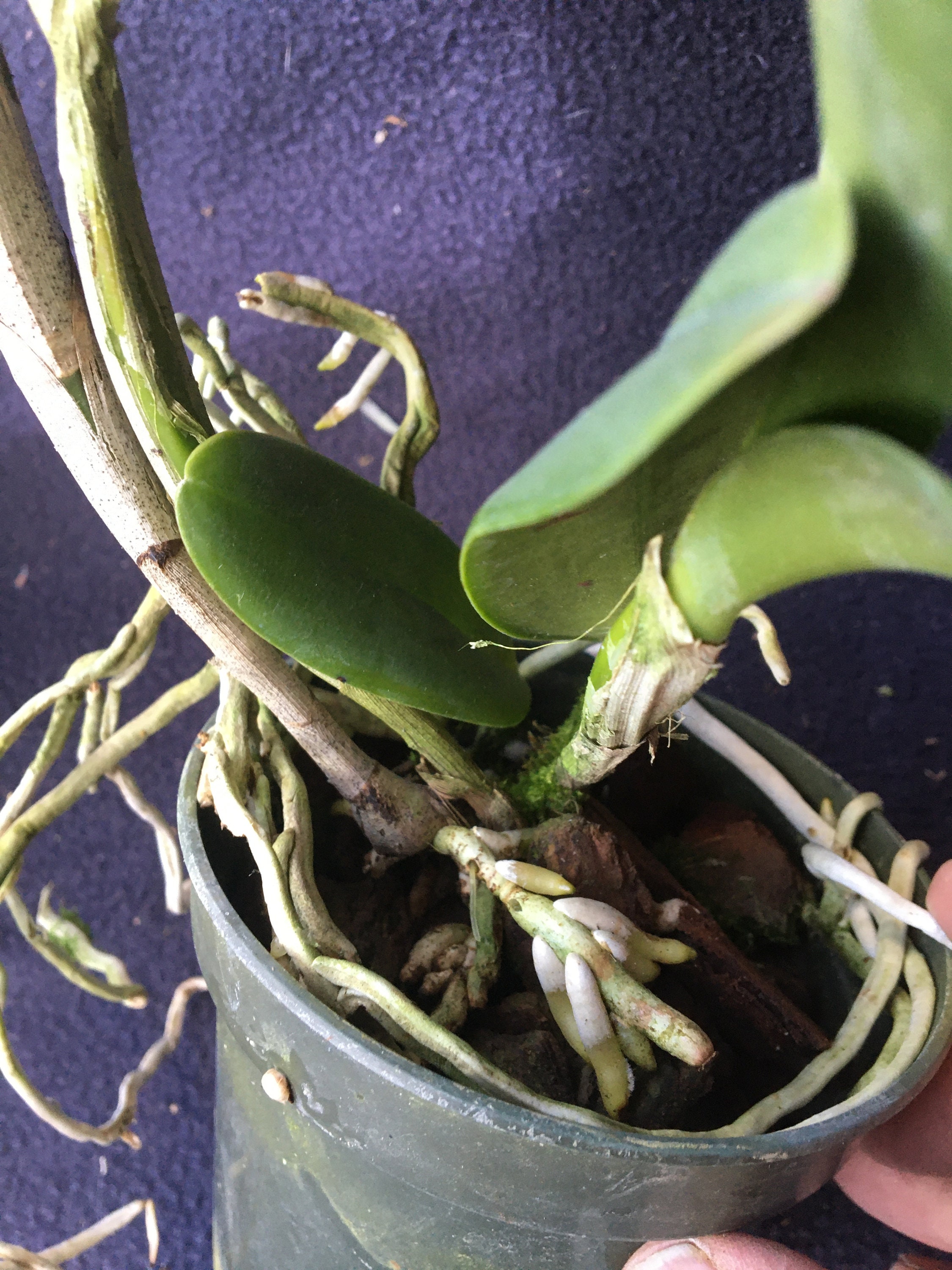 Blc. Yen Surprise 'seiko' Orchid Plant - Etsy