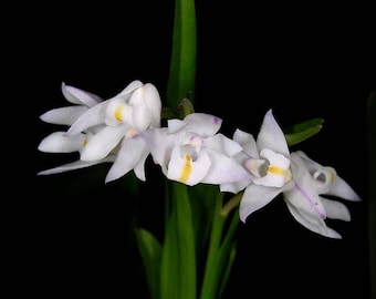 Polystachya ottoniana, orchid species