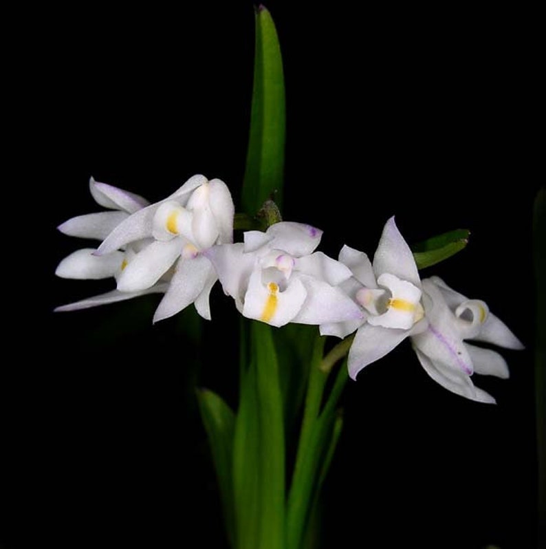 Polystachya ottoniana, orchid species image 1