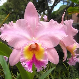 Blc George King 'Serendipity', orchid plant