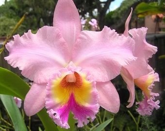 Blc George King 'Serendipity', orchid plant, SHIPPED IN POT
