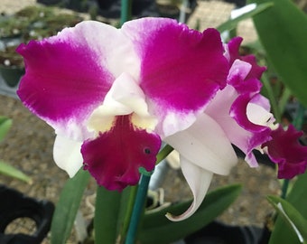 Lc Purple Cascade Sweet Beauty', orchid plant, SHIPPED IN POT