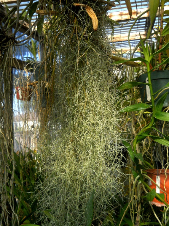 Spanish Moss tilandsia Cerneoides a Bromeliad Companian | Etsy