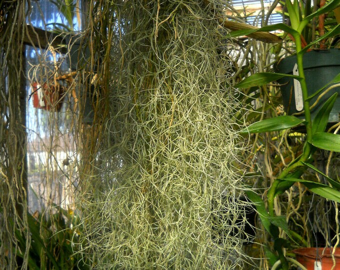 Spanish Moss tilandsia Cerneoides a Bromeliad Companian - Etsy