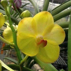 Vanda Yellow Butterfly, orchid plant
