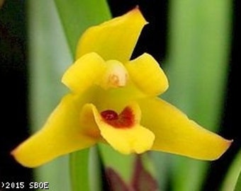 Maxillaria variabilis, yellow, orchid species