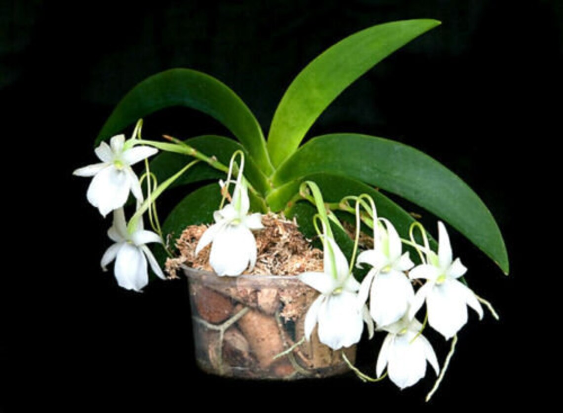 Angraecum leonis orchid species | Etsy