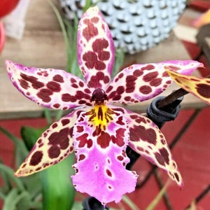Bllra Diana Duan 'Newberry', orchid plant