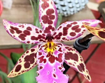 Bllra Diana Duan 'Newberry', orchid plant, SHIPPED IN POT