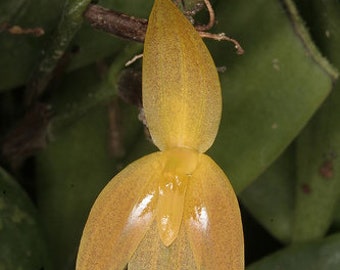 Pleurothallis sandemanii, orchid species