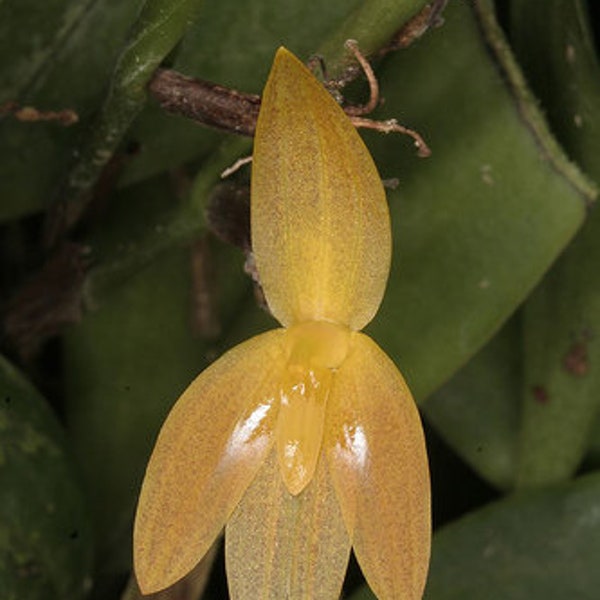 Pleurothallis sandemanii, orchid species