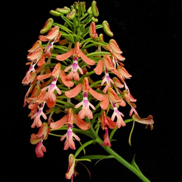 Cynorkis gibbosa, orchid species