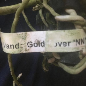 Vanda Gold Lover 'NN', orchid plant image 3