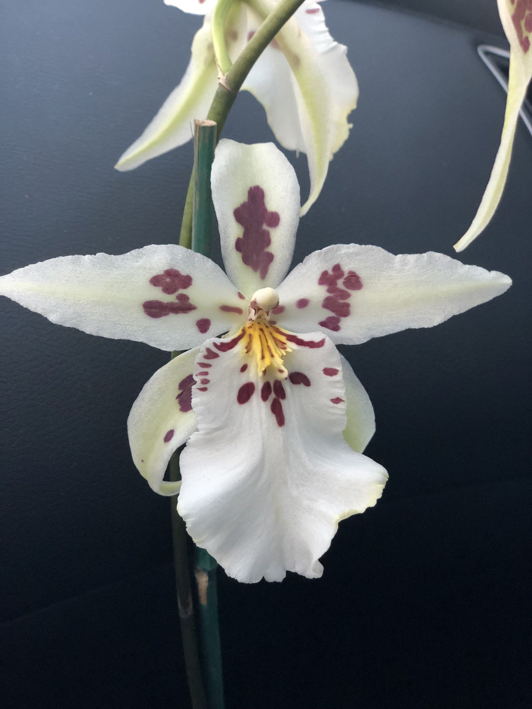 Bllra Tropic Lily 'chocolate Drop' Orchid Plant Etsy