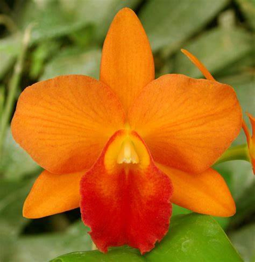 Pot Orglades Tradition 'sunset' Orchid Plant - Etsy