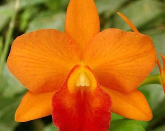 Pot Orglades Tradition 'Sunset' orchid plant, shipped in pot
