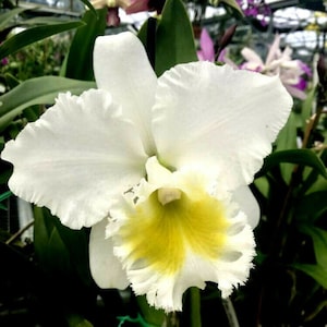 Blc Burdekin Wonder Lakeland, AM/AOS, orchid plant
