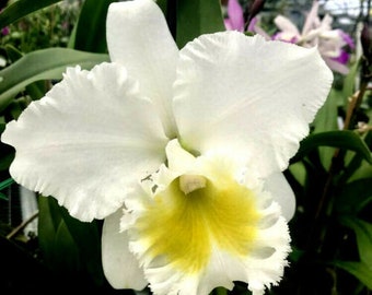 Blc Burdekin Wonder Lakeland, AM/AOS, orchid plant, shipped in pot