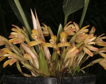 Maxillaria trinitensis (porrecta), orchid species