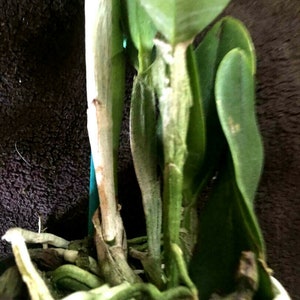 Pot Burana Beauty 'Burana', orchid plant shipped in pot image 5