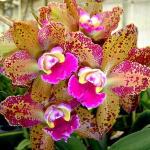 Blc Waianae Leopard 'Ching Hue',orchid plant, SHIPPED IN POT