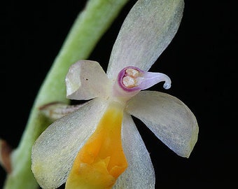 Micropera obtusa,orchid specie