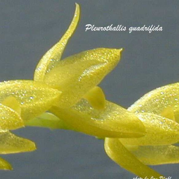 Pleurothallis racemiflora. (syn quadrifida), orchid species