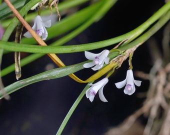 Scaphyglottis longicaulis, orchid species