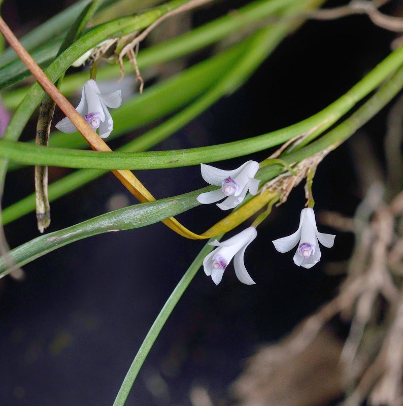 Scaphyglottis longicaulis, orchid species image 1
