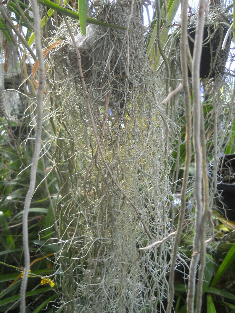 Spanish Moss tilandsia Cerneoides a Bromeliad Companian | Etsy