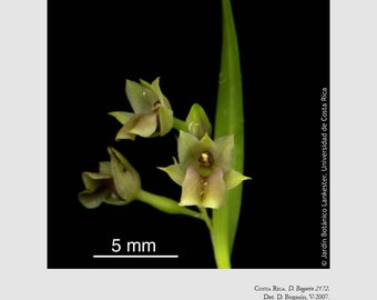 Scaphyglottis acostaei, orchid species