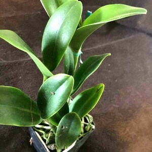 Pot Burana Beauty 'Burana', orchid plant shipped in pot image 3