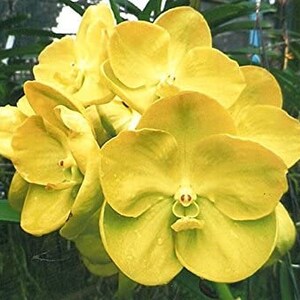 Blc. Yen Surprise 'seiko' Orchid Plant - Etsy