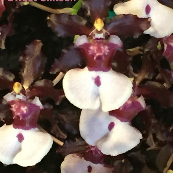 Onc Sweet Sixteen 'Prepossessing', orchid plant