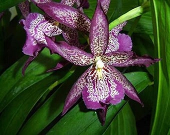 Bllra Marfitch 'Howard's Dream' AM/AOS, orchid plant