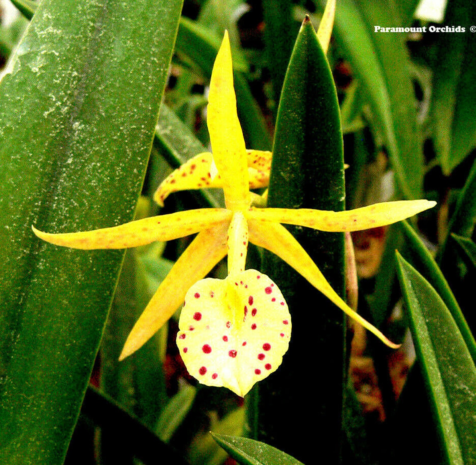 Lc Yellow Bird Orchid Plant Etsy