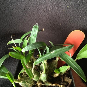Polystachya ottoniana, orchid species image 6