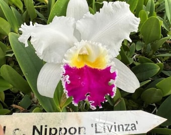 Lc Nippon 'Livinza', orchid plant, SHIPPED IN POT