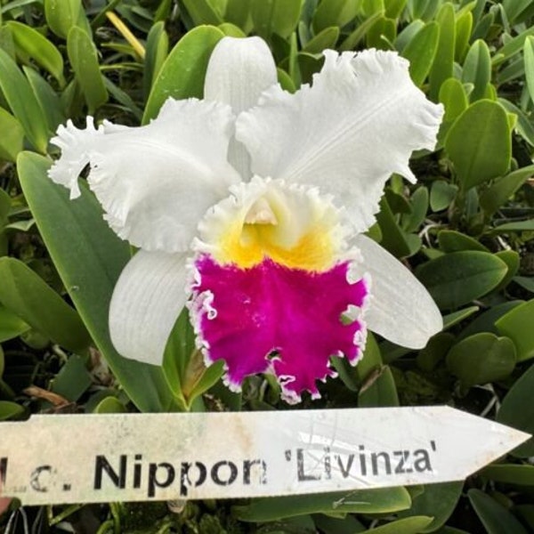 Lc Nippon 'Livinza', orchid plant