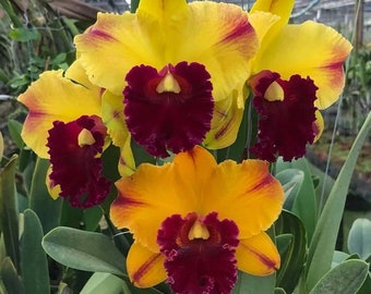 Rlc Ying Luck 'Red Line', orchid plant, shipped in pot