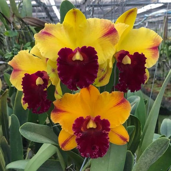 Rlc Yingluck 'Red Line', orchid plant