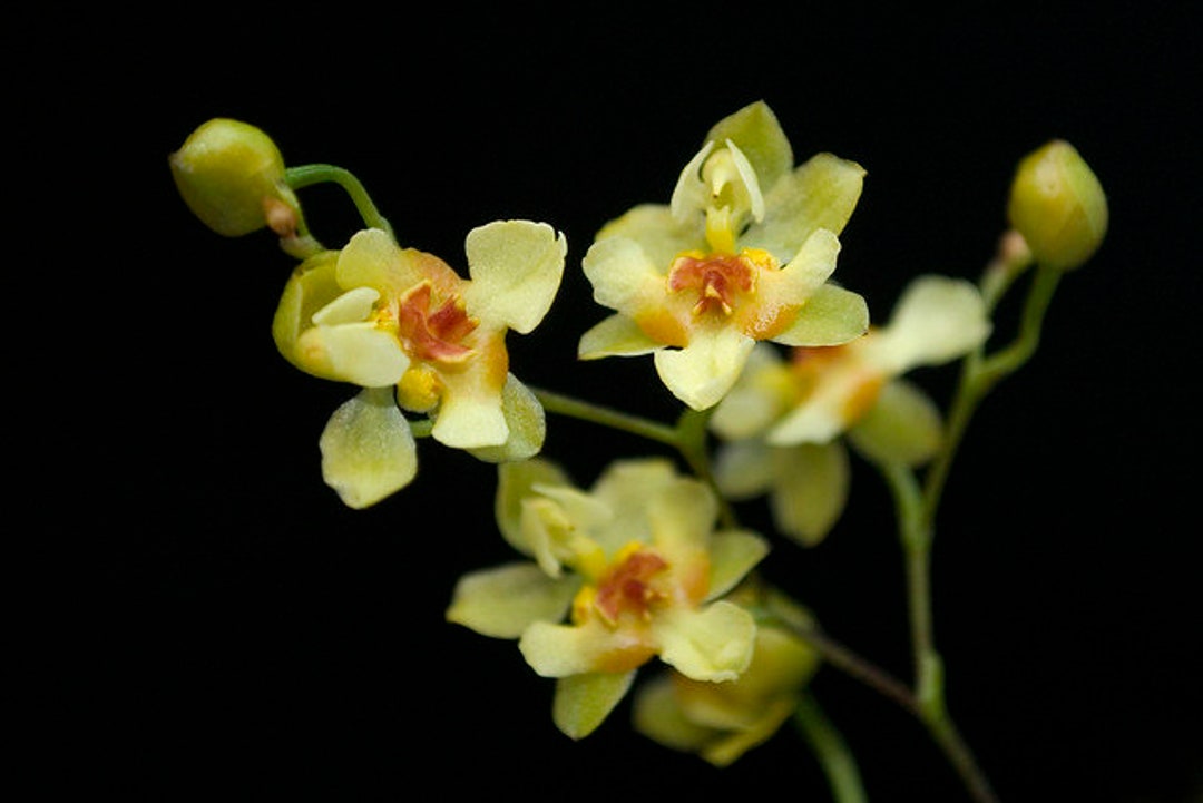 Onc. Gold Dust Orchid Plant - Etsy