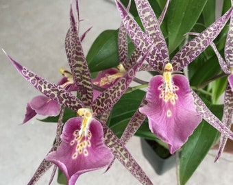 MTSSa CM Fitch 'Izumi' AM/AOS, orchid plant